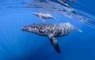 wild humpback whales in marine life habitat