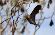flying fox bat