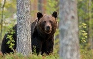 Brown bear in a green forest