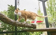 Cat walking on tree limb within a safe catio enclosure