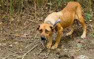 NC dogfighting rescue dog 
