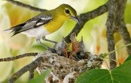 Mom bird feeding her babies in a nest