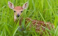 Fawn in a field of tall green grass