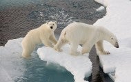 polar bears walking along ice floe