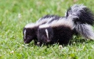 baby skunks