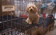 Dog in filthy cage in a puppy mill