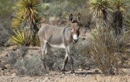 Wild burro in Arizona