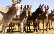Row of burros