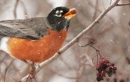 An American robin eating a hawthorn berry during a snow storm.