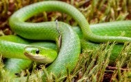 Green snake in grass