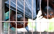 Bats hanging upside down in a cage at a wildlife market in Indonesia to be sold for food