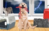 Illustration of a dog with leash in his mouth, cat on a carrier, and luggage in front of a stormy window.