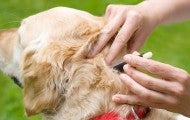 Person removing a tick from a dog