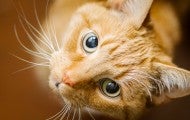 orange cat looking up with large eyes 