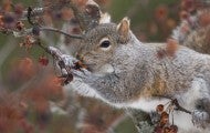 Gray Squirrel in tree eating berries