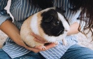 Woman holding pet guinea pig