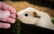 Hand-feeding a baby guinea pig some grass