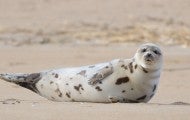 Portrait of a harbor seal on a beach in Massachusetts