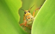 grasshopper peaking out from a plant