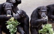 Rescued chimpanzees at the waters edge eating fresh vegetables