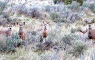 Deer at Greenwood Preserve in Oregon