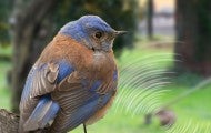 a bluebird sits on a tree with a loud weed whacker in background