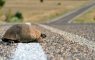 Turtle crossing the rural road