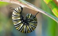 fat caterpillar curled on a leaf stalk