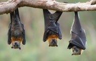 three bats hanging upside down