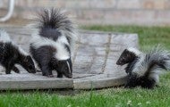 three skunks walking around a backyard