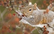 Gray squirrel eating in a tree
