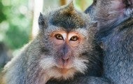 two macaque monkeys embracing