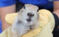 Prairie dog held by HSUS member doing habitat and translocation work
