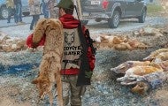 Illustration of a man carrying a dead coyote among other participants of a wildlife killing contest
