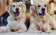 Two golden retriever dogs in a holiday setting