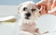 A small dog is washed in the bath tub after being sprayed by a skunk
