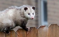 An opossum crawls across a fence to infiltrate the attic