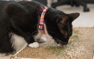 A black and white cat investigates catnip left on a cardboard toy