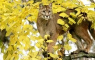 Cougar in a high branch of a tree