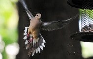 Mourning dove flying to a bird feeder