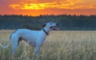 Greyhound dog looking at the sunset