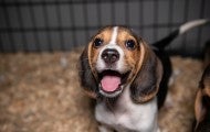 A happy beagle puppy looks at the camera