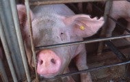 Pig in a gestation crate on a factory farm