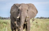 African elephant standing in a field