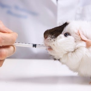 guinea pig animal testing