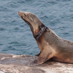 Sea lion with a neck injury from being tangled in a net