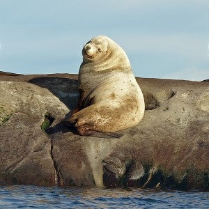 Stellar sea lion sitting on a rock in the Pacific Ocean