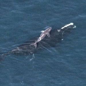 Right whale and calf