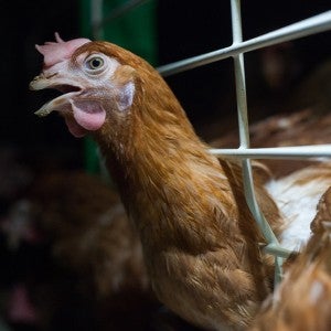 A brown chicken struggles against the bars of a crowded battery cage at a factory farm, looking at the camera desperately