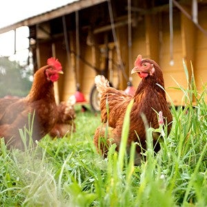 Pasture-raised chickens